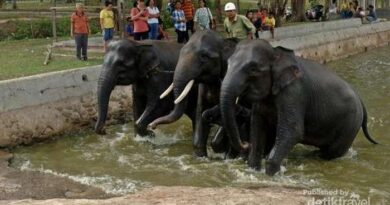 Tiket Masuk Taman Nasional Way Kambas Modern 2024