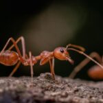 Gigitan Semut Yang Berujung Petaka